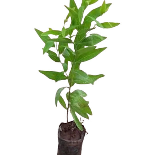 Economical Reduce Blood Pressure Anti Aging Fragrant Cool Sandalwood Plant 