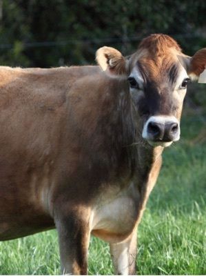 High Milk Yielding Jersey Cow For Dairy Farming