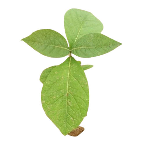 Improves Constipation Water Resistant Natural Laxative Teak Plant For Furniture