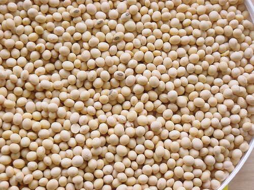 Natural Dried Organic Soya Bean Seed For Cooking Use