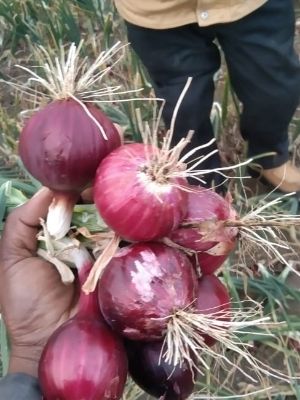 Pesticide Free Fresh Red Onion