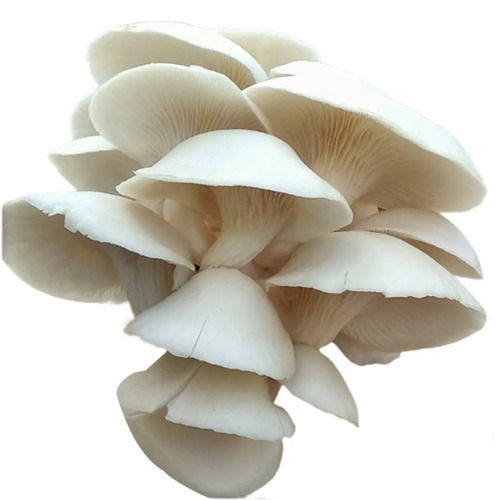 Cream Pure And Natural Commonly Cultivation Fresh Oyster Mushroom