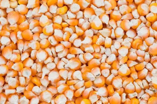 2% Admixture 3.5% Moisture 98% Pure Economical Common Dried Maize