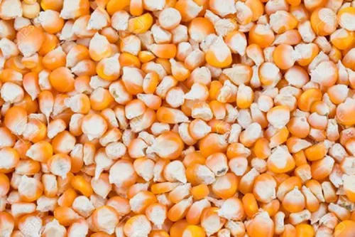 White And Yellow 2% Admixture 3.5% Moisture 98% Pure Economical Common Dried Maize