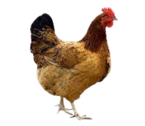 Bird Healthy Brown Female Country Chicken