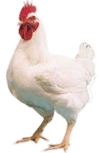 Broiler Natural White Live Chicken