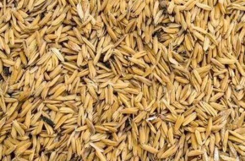 Organic Cultivated Dried Rice Husk