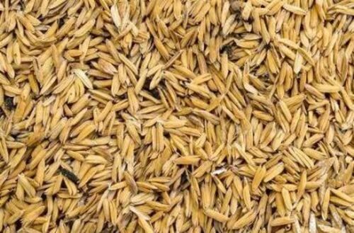 Brown Organic Cultivated Dried Rice Husk