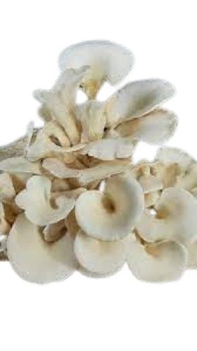 Common White Fresh With Out Root Oyster Mushroom