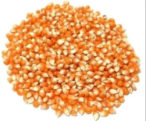 Commonly Cultivated Sunlight Dried Pure Sweet Corn Seed For Agriculture