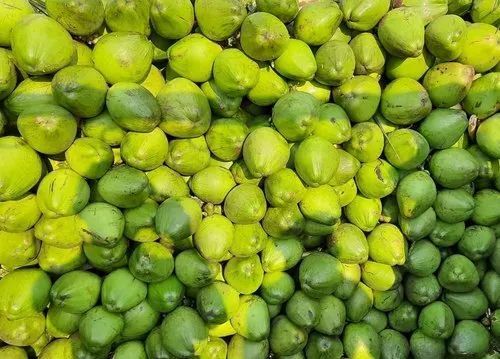 Fresh Tender Coconuts - Color: Green