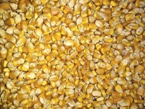 Pure And Dried Commonly Cultivated Edible Non Hybrid Corn Seeds