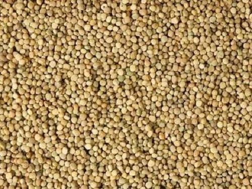 Green 25% Moisture Dried Organic Guar Seeds