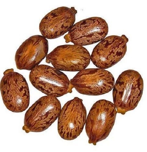 7.5% Moisture Natural Organic Cultivated Castor Seeds Ash %: 5%