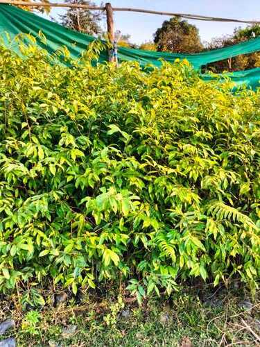 Well Drained Green Agarwood Plant For Gardening And Selling