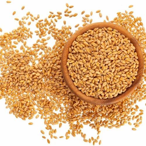 Natural Cultivation Golden Brown Raw Wheat Grains