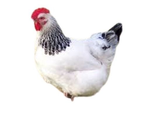 Black With White Country Live Chicken Gender: Female