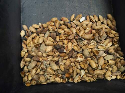 Bulk Supply Export Quality Whole Almond Nuts In Shell (Badam)