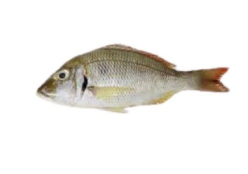 Piece Fresh Whole Water Sea Emperor Fish