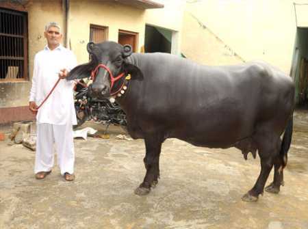 Svah High Milk Yielding Black Murrah Buffalo For Dairy Farming