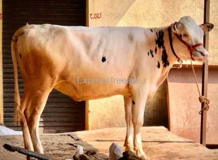 Svah High Milk Yielding Pure Hf Cow For Dairy Farming