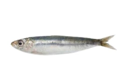 Piece Water Preserved Fresh Sea Whole Sardine Fish