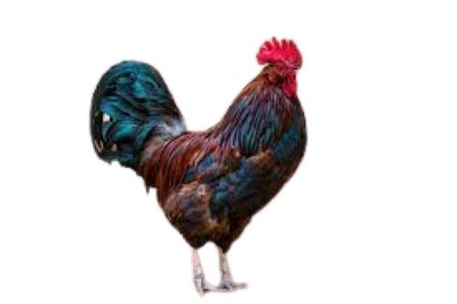 Male Live Country Chicken