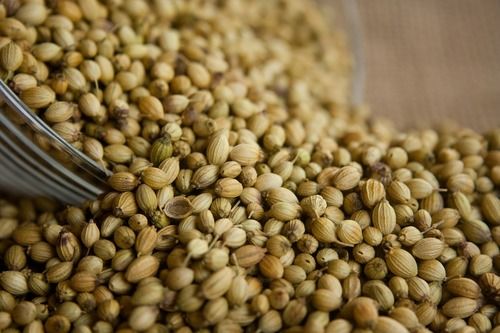 Premium Quality And Healthy A Grade 100% Pure Coriander Seeds Admixture (%): 0.05%