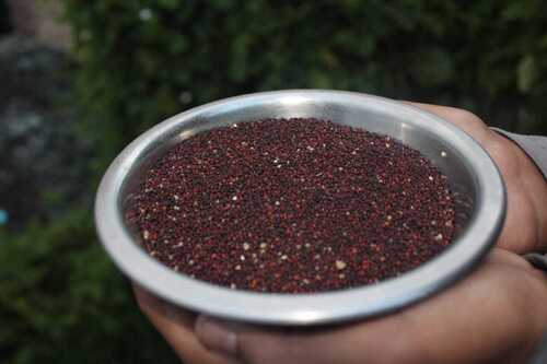 100% Healthy Whole Dried Uttarakhandi Ragi (Finger Millet)