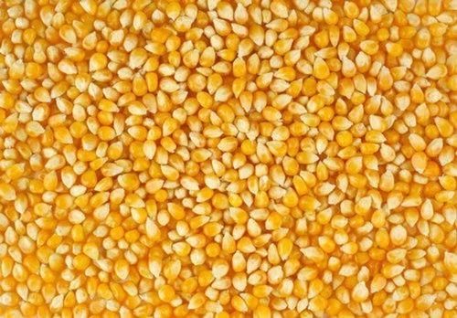 99% Pure Commonly Cultivated Edible Corn Seed With 12 Months Shelf Life 