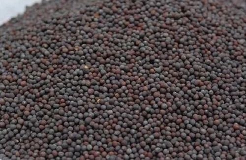 Brown 99% Pure Commonly Cultivated Hybrid Black Mustard Seeds With 8% Moisture And 1% Admixture