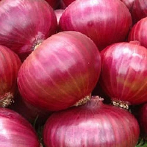 Pure And Natural Raw Spherical Fresh Red Onion With 5% Moisture - Shelf Life of 4 Weeks, Hassle-Free Cooking Ingredient