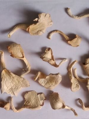 Chemical Free Processed Cultivation Grade Dried Oyster Mushroom