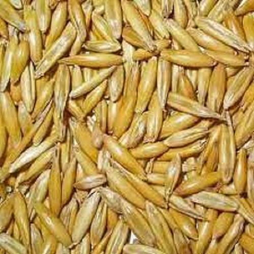 Indian Origin Hygienically Packed Oat Seeds