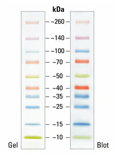 Broad Range Protein Marker