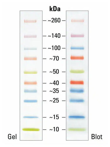  ब्रॉड रेंज प्रोटीन मार्कर
