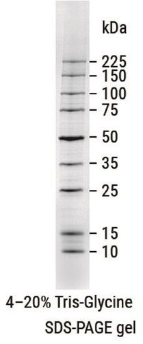 Broad Range Protein Marker - 10-13 Bands, Liquid Form with 6.5-260 kDa Molecular Weight Range, Stain Colors: Blue, Orange, Green | Ideal for SDS PAGE Analysis and Western Blotting, 2-Year Warranty