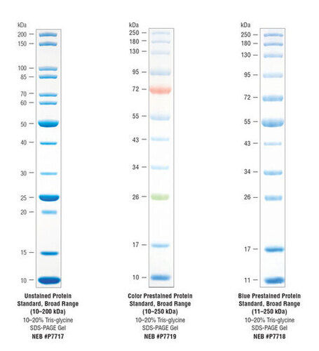 Broad Range Protein Marker