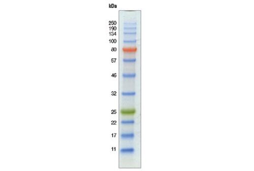 Broad Range Protein Marker - 6.5-260 kDa Molecular Weight, 10-13 Bands, Liquid Form, 3-Color Staining for Hospital/Pathlab/Clinic Use