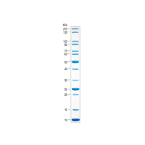 Broad Range Protein Marker - 6.5-260 kDa, Liquid Form with 10-13 Bands, Features 3-Color Stain for SDS PAGE and Western Blotting, 2-Year Warranty