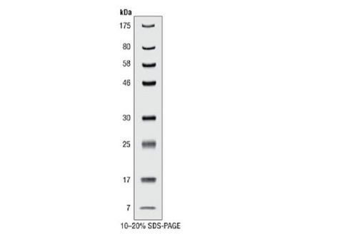 Broad Range Protein Marker - 10-13 Bands, Molecular Weight 6.5-260 kDa | Liquid Form, 3-Color Stain for SDS PAGE and Western Blotting, 2-Year Warranty