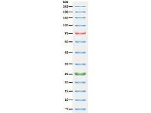 Broad Range Protein Marker - Liquid Form, 10-13 Bands, 6.5-260 kDa Range | Multi-Color Staining, 2-Year Warranty, Ideal for SDS PAGE Analysis and Western Blotting