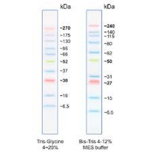 Broad Range Protein Marker