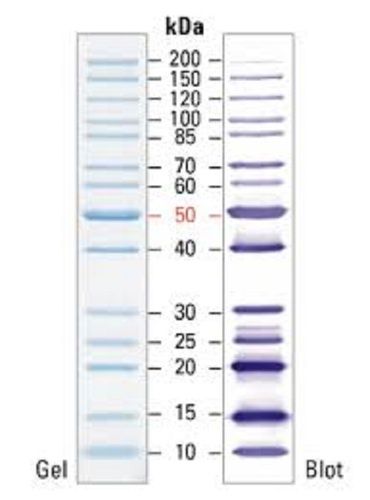 Broad Range Protein Marker - Molecular Weight 6.5-260 kDa, Liquid Form with 10-13 Bands for SDS PAGE Analysis and Western Blotting, 3-Color Stain: Blue, Orange, Green