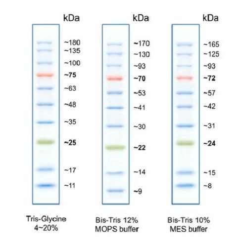 Broad Range Protein Marker - 6.5-260 kDa, 10-13 Bands in Three Colors: Blue, Orange, Green | Liquid Form for SDS PAGE Analysis, Western Blotting, 2-Year Warranty, Ideal for Hospitals and Clinics