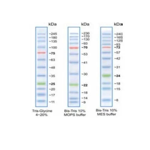 Broad Range Protein Marker