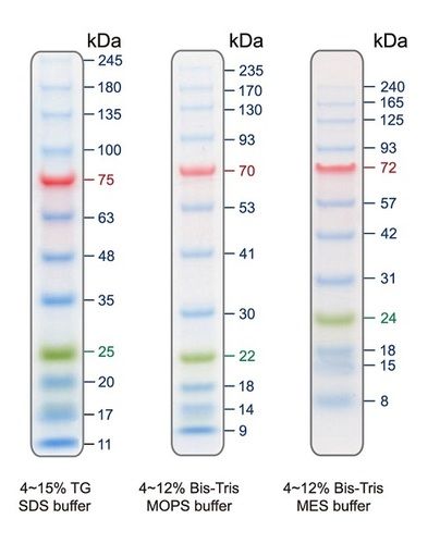 Broad Range Protein Marker - 6.5-260 kDa Molecular Weight Range, Liquid Form with 3-Color Stain | 10-13 Bands, 2 Years Warranty for SDS PAGE Analysis and Western Blotting