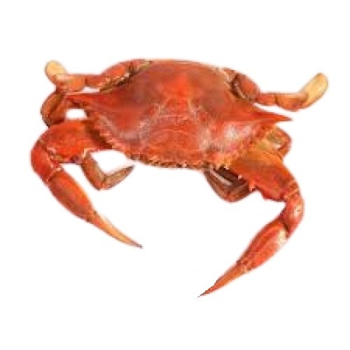 Piece Fresh Whole Water Preserved Sea Mud Crab