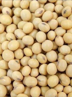 soy bean