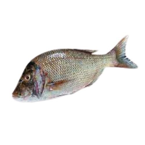 Piece Whole Fresh Water Preserved Sea Emperor Fish